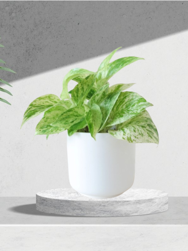 Air Purifying Plants – Podha